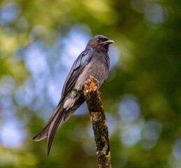 White-bellied drongo