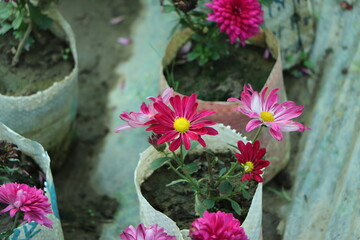 Fototapeta na wymiar pink winter chrysanthemum flowers with space for text. garden chrysanthemum