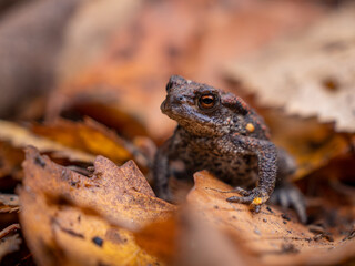 Toad sitting in fallen leaves.