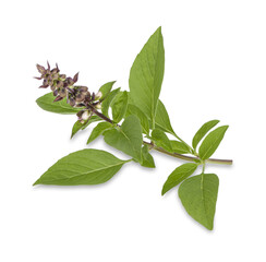 Fresh herbs. Green basil Isolated on transparent background (.PNG)