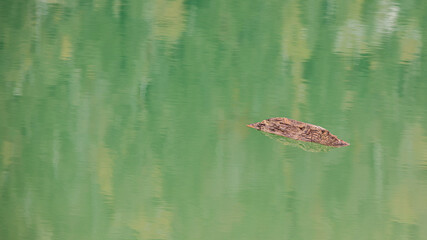 Holtstück schwimmt im See