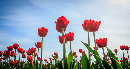 Red tulip field with blue cloudy sky above.