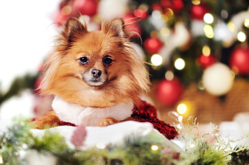 Little spitz laying on the pillow against Christmas tree