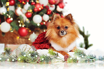 Pretty spitz on the pillow against Christmas tree