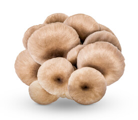 Oyster mushroom isolated on transparent background (.PNG)