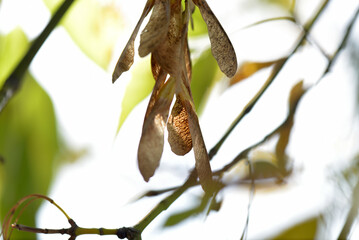 Dried samaras still clinging to a maple tree - obrazy, fototapety, plakaty