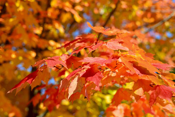 Maple leaves changing colour in autumn