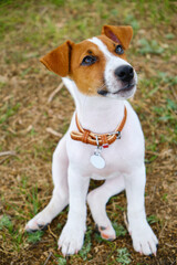 Crazy smiling dog jack russel terrier on green grass