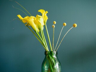 Yellow calla in green glass vase against petrol blue wall.