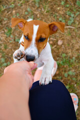 cute small dog asking for food or treats standing on two legs.