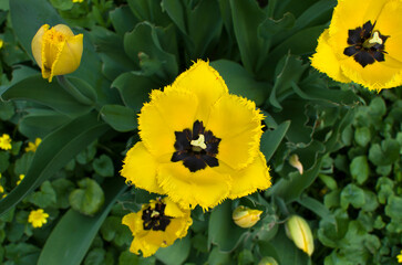Close up macro beautiful yellow tulip flower