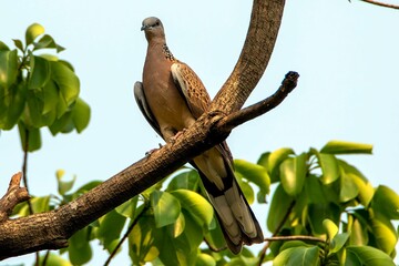 European turtle dove perched on a branch