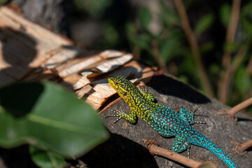 Lagartija chilena