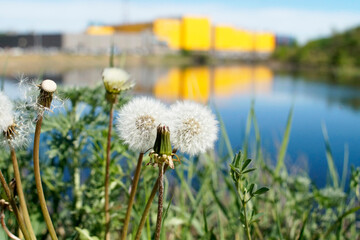 View of the river through aerial dandelions