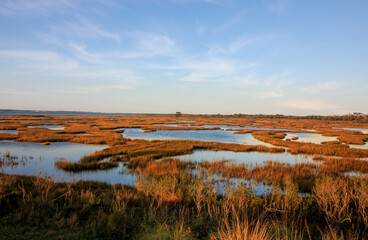 Atlantic Coast Marsh