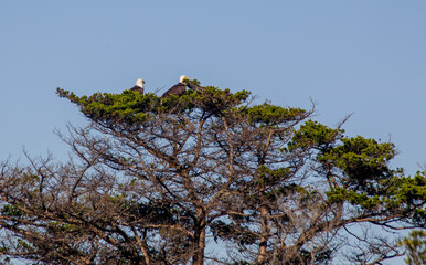 Eagle Couple in Tree
