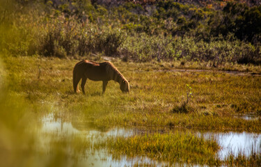 Wild Pony Feeding on Marsh Grass