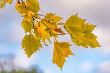 Autumn yellow leaves close-up against the blue sky and sunbeams. Bright yellow tree leaves on a warm October day. Autumn framing of orange leaves.