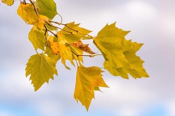 Autumn yellow leaves close-up against the blue sky and sunbeams. Bright yellow tree leaves on a warm October day. Autumn framing of orange leaves.