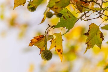 Autumn yellow leaves close-up against the blue sky and sunbeams. Bright yellow tree leaves on a warm October day. Autumn framing of orange leaves.