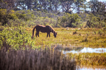 Wild Pony Feeding on Marsh Grasses