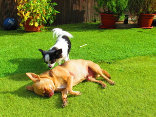 dogs in the garden