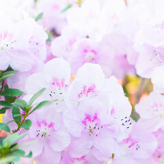 Pink spring flowers azalea