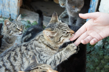 Feeding group of alley cats