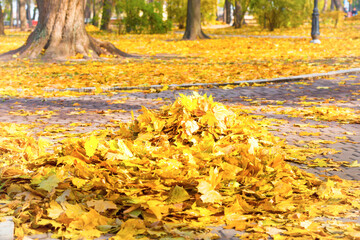 Heap of autumn yellow leaves