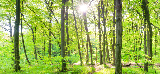 Fototapeta premium Panorama of spring green forest