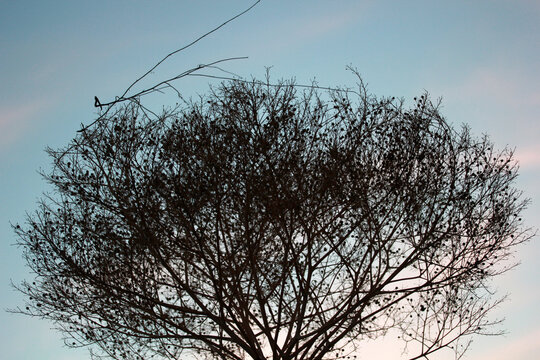 thorn bush plant towards the blue sky