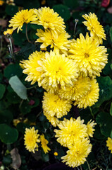 Closeup of Yellow Flowers of Chrysanthemum .