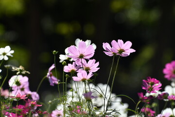 Obraz premium 公園のコスモス
