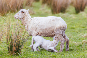Obraz premium Field of Sheep in Tasmania Australia