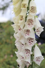 White foxglove in the wild garden © Wita Pixs
