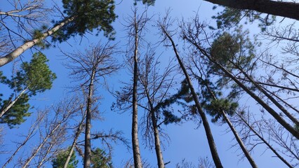 Trees in the garden of Thailand