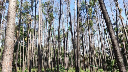 Trees in the garden of Thailand