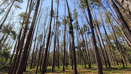 Fototapeta premium Trees in the garden of Thailand