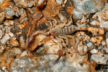 Greek scorpion (Iurus dufoureius asiaticus) - Rhodes, Greece // Griechischer Skorpion (Iurus...