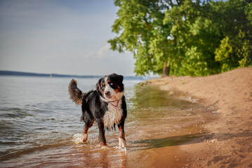 Bernese mountain dog breed frolic on the beach at the beach
