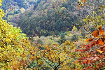 飛騨高山山麓の紅葉