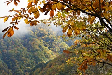 Fototapeta na wymiar 飛騨高山山麓の紅葉