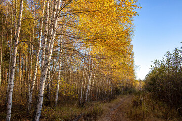The birch grove is illuminated by the rays of the sun. Autumn picturesque landscape with yellow foliage.