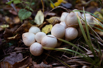 Pilze auf dem Waldboden. Natur. Pilz