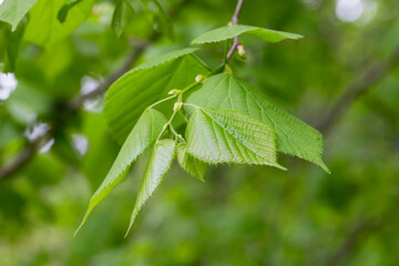 Bright green leaves of Tilia Koreana Nakai Tilia amurensis, Amur lime or Amur linden . Linden tree in spring