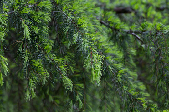 Young bright green needles of Himalayan cedar Cedrus Deodara, Deodar growing on embankment of resort town of Adler. Close-up. Black Sea. Blurred background. S