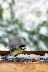 A chickadee in a winter feeder eats bread. The concept of helping birds in winter.