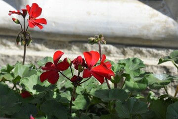 赤い花