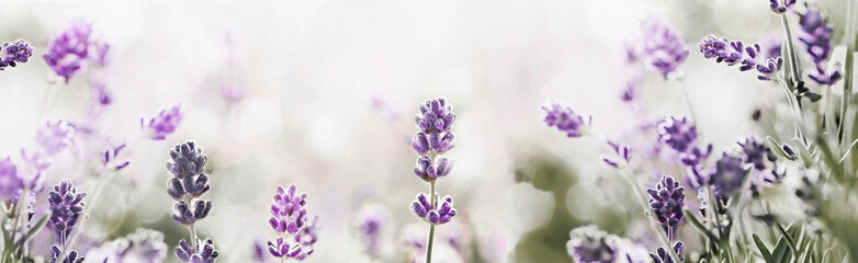 Purple blossoming Lavender in nature panorama. Summer background