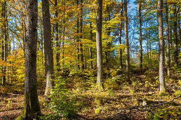 autumn forest in autumn